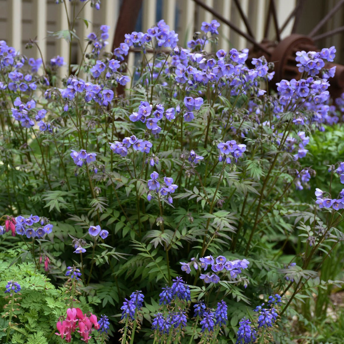 Polemonium 'Heaven Scent' PP20214 PW® Jacob's Ladder - #1