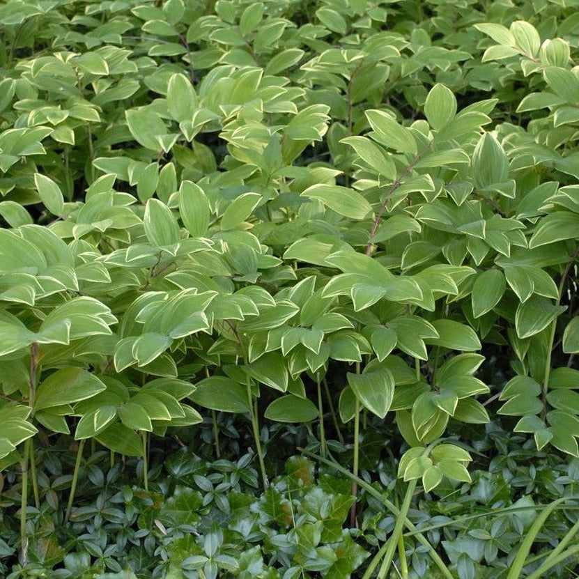 Polygonatum falcatum 'Variegatum' Variegated Solomon's Seal - #1