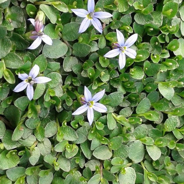 Pratia pedunculata 'County Park' Trailing Pratia - 4.5"