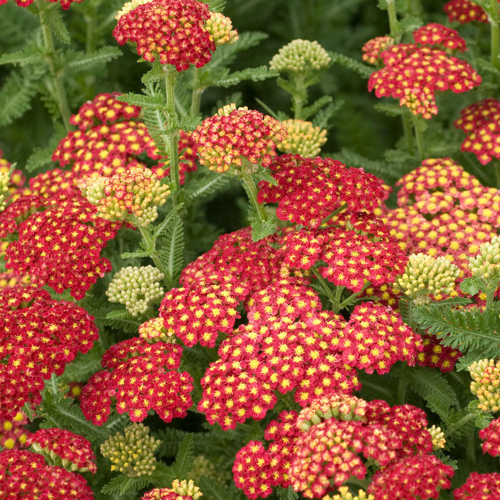 Achillea millefolium 'Strawberry Seduction' PP18401 Yarrow - #1