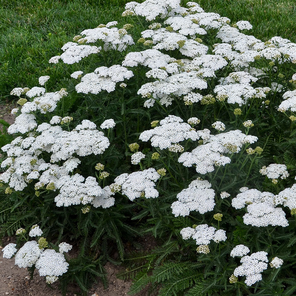 Achillea Firefly Collection 'Firefly Diamond' PPAF PW® Yarrow  - #1