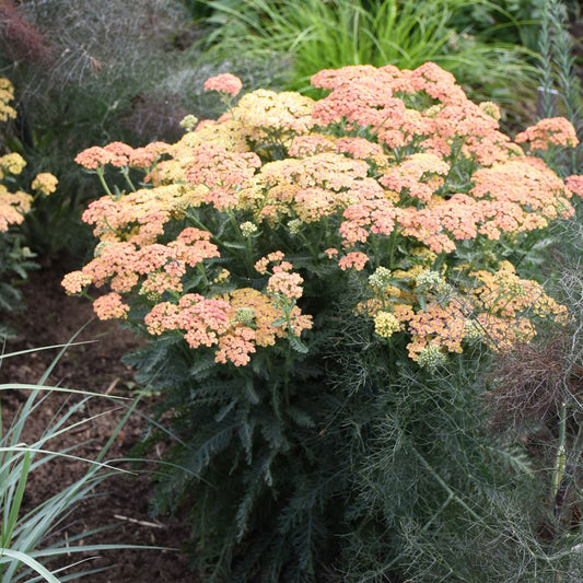 Achillea Firefly Collection 'Firefly Peach Sky' PP32404 PW® Yarrow - #1