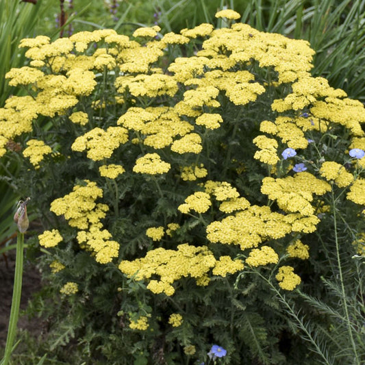 Achillea Firefly Collection 'Firefly Sunshine'  Yarrow  - #1