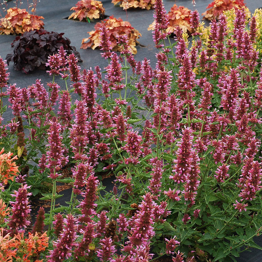 Agastache Poquito™ Series 'Lavender' PP30530 - #1