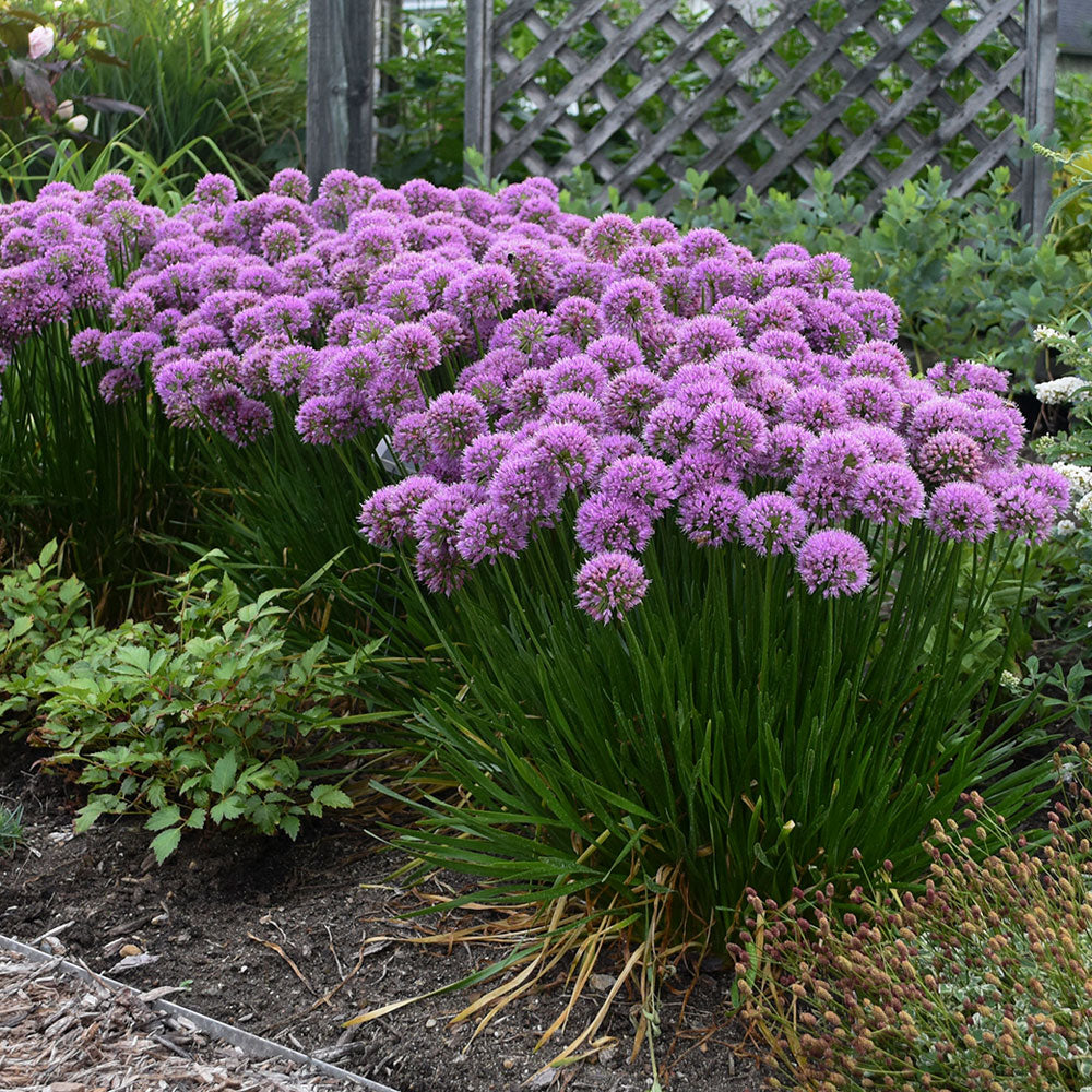 Allium 'Millenium' - #1