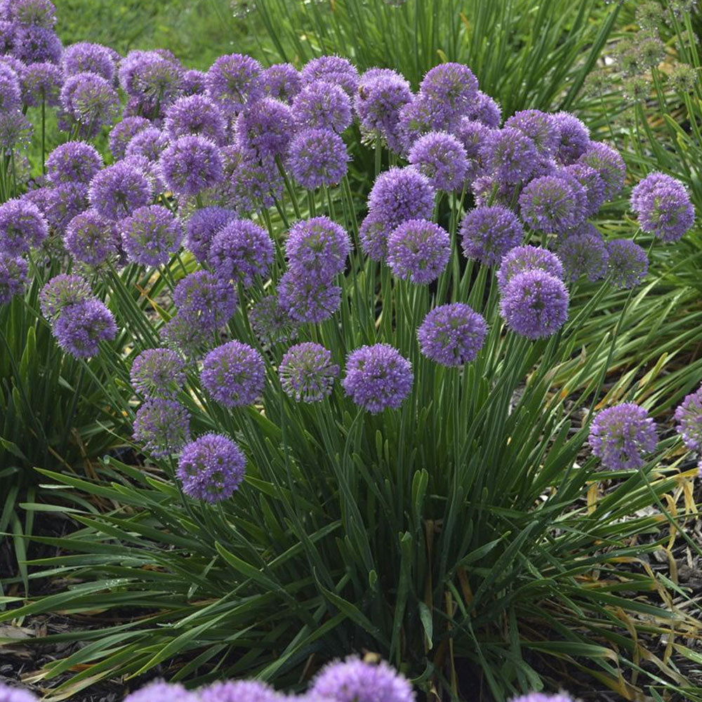 Allium 'Serendipity' PP32303 PW® - #1