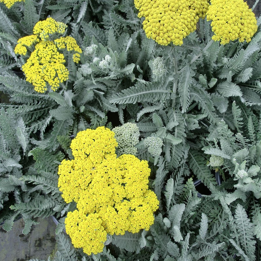 Achillea millefolium 'Moonshine' Yarrow - #1