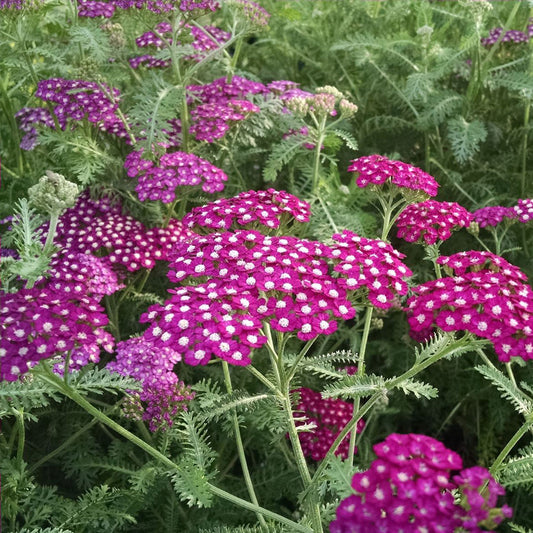 Achillea New Vintage™ Series 'Violet' PP25750 Yarrow - #1