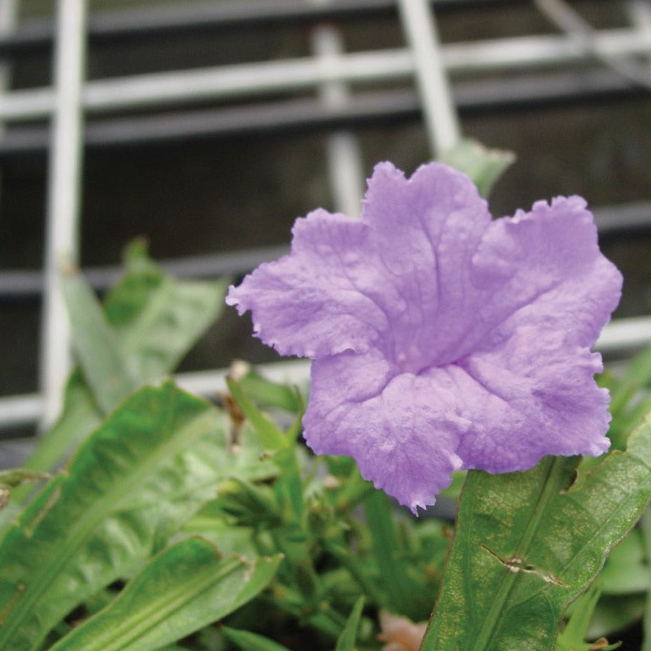 Ruellia brittoniana 'Katie Purple' - Qt.