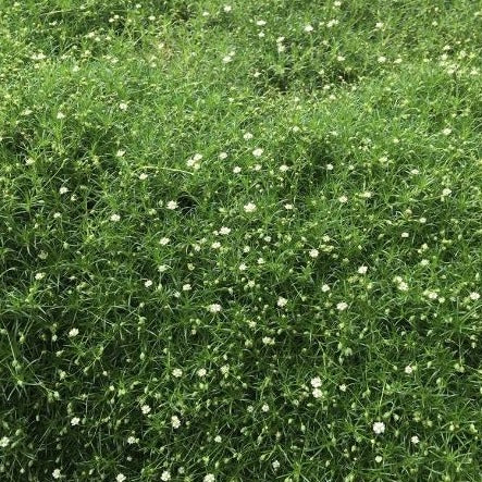 Sagina subulata Irish Moss - 4.5"