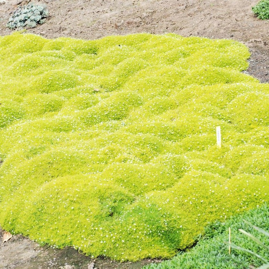Sagina subulata 'Aurea' Scotch Moss - 4.5"