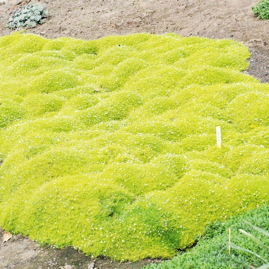 Sagina subulata 'Aurea'  Scotch Moss - 4.5"
