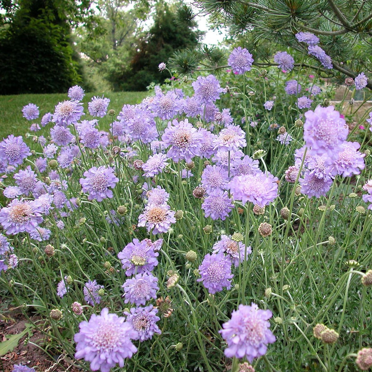 Scabiosa columbaria 'Butterfly Blue' Pincushion Flower - #1