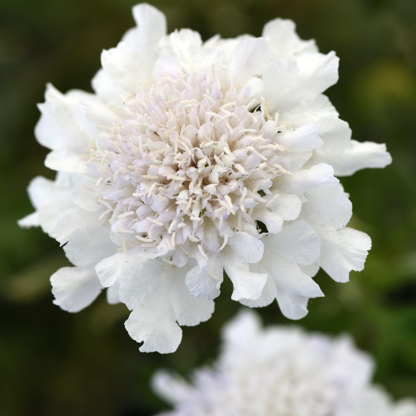 Scabiosa columbaria 'Flutter™ Pure White' PP30119 Pincushion Flower - Qt.