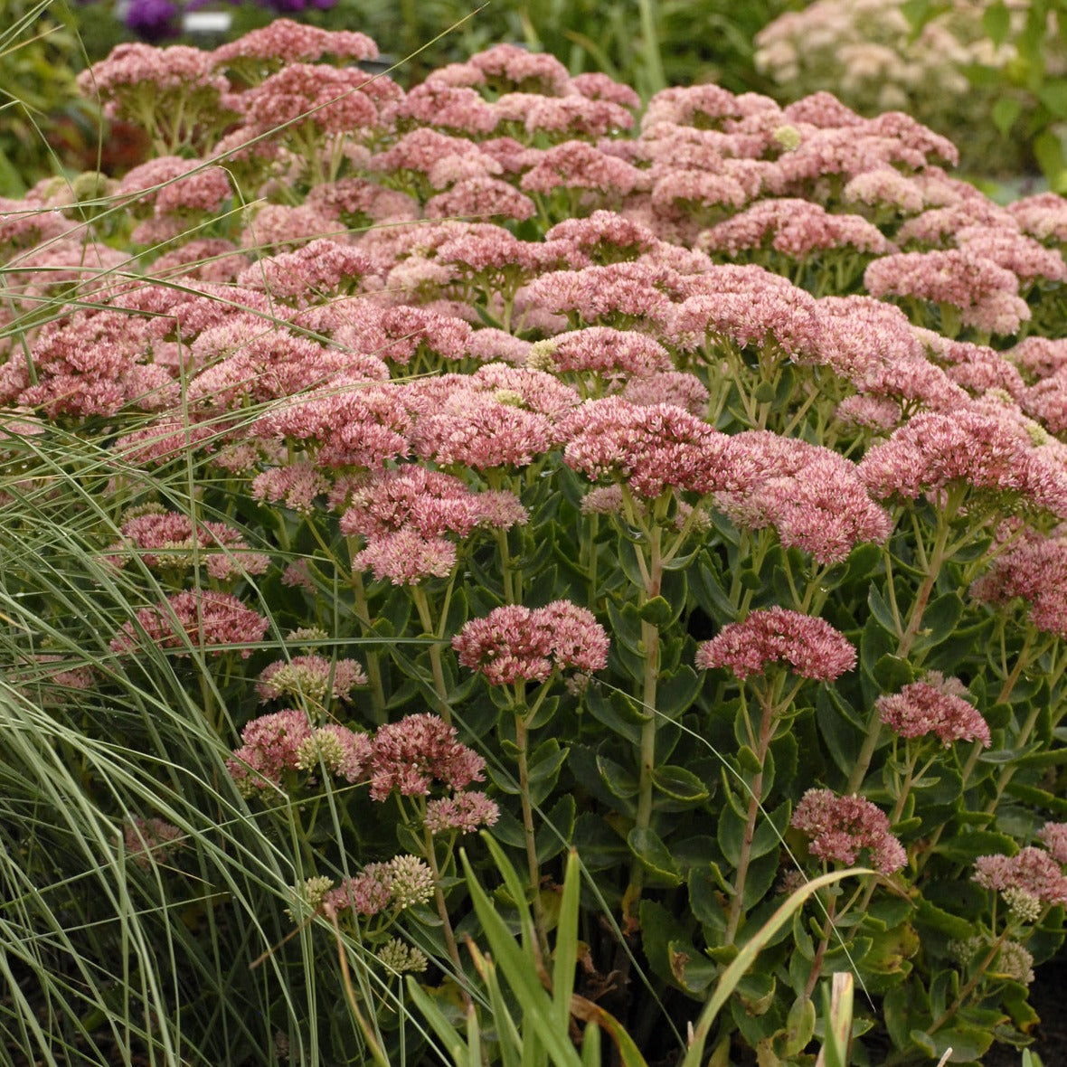 Sedum x 'Autumn Fire' - #1