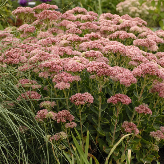 Sedum x 'Autumn Fire' - #1