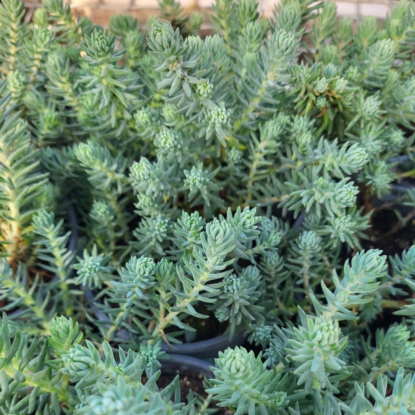 Sedum rupestre 'Blue Spruce' - 4.5"