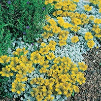 Sedum spathulifolium 'Cape Blanco' - 4.5"