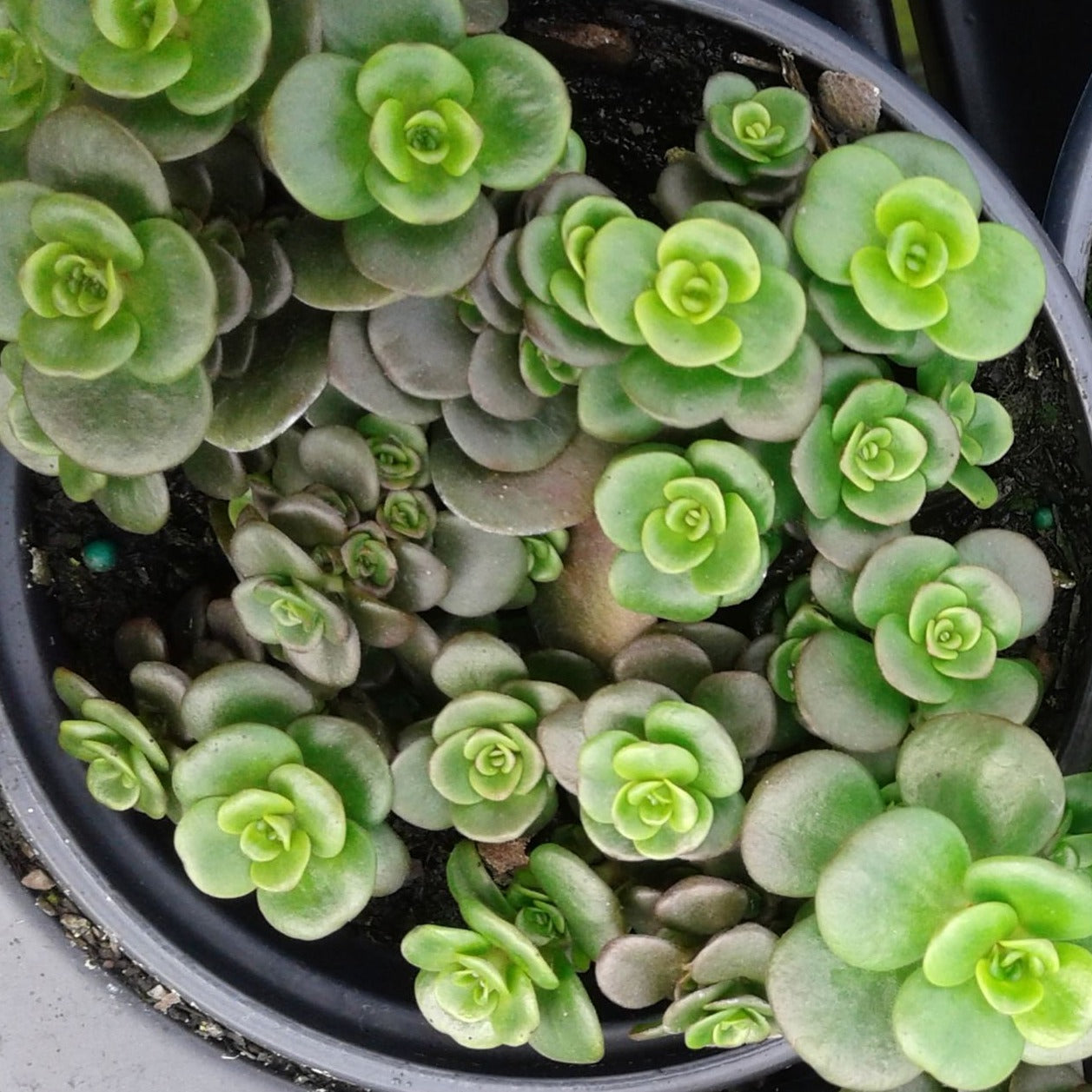 china succulent nursery Sedum tetractinum Chinese Sedum
