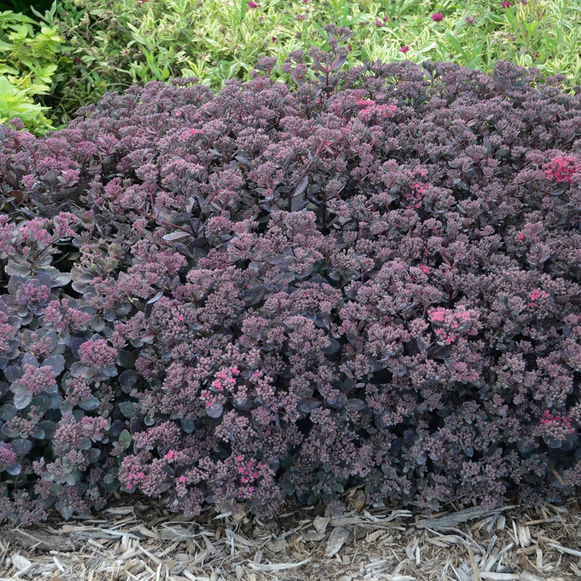 Sedum SunSparkler ® 'Dazzleberry' PP22457 - 4.5"