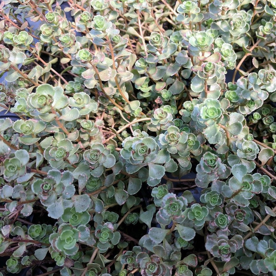 Sedum spurium 'John Creech' - 4.5"