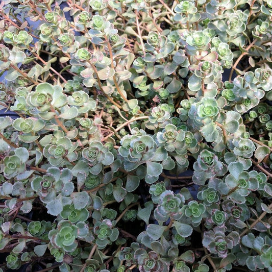 Sedum spurium 'John Creech' - 4.5"