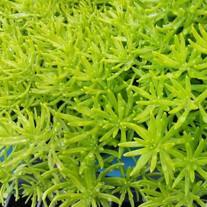Sedum rupestre 'Lemon Ball' - 4.5"