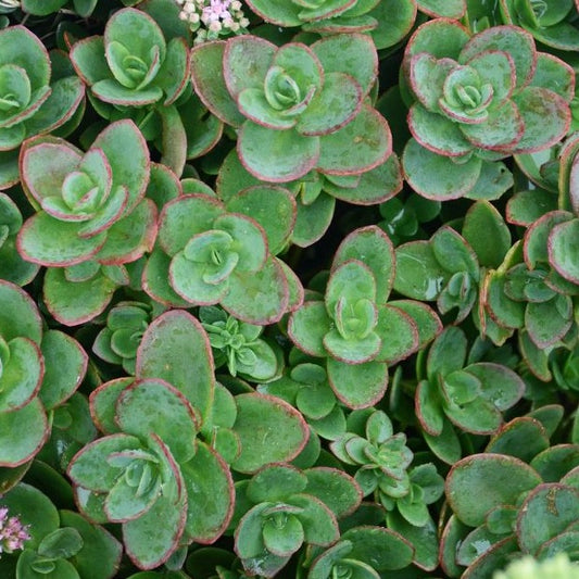 Sedum SunSparkler® 'Lime Zinger' PP24632 - 4.5"