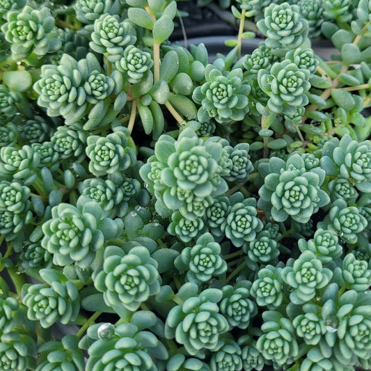 Sedum dasyphyllum 'Major' - 4.5"