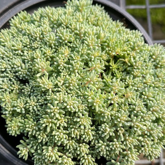 Sedum hispanicum var. 'Minus' - 4.5"