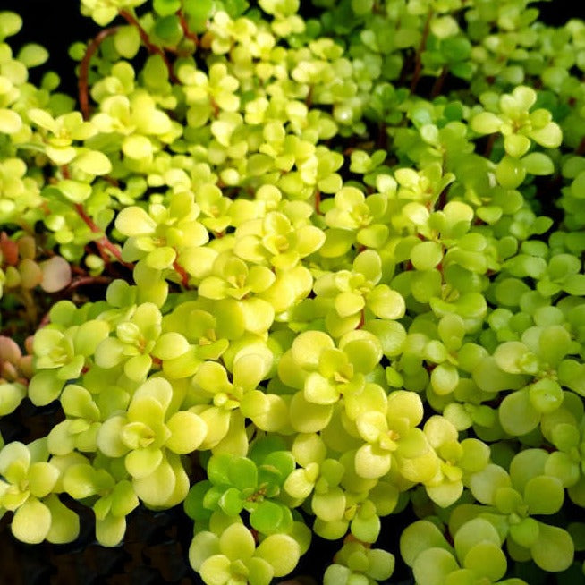 Sedum makinoi 'Ogon' - 4.5"