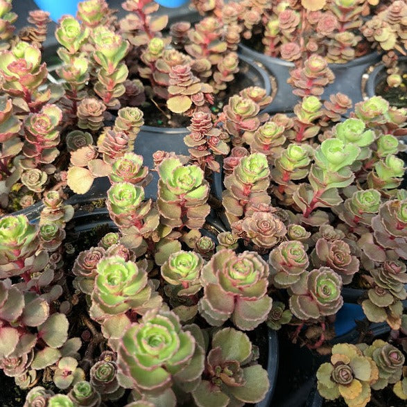 Sedum spurium 'Red Carpet' - 4.5"