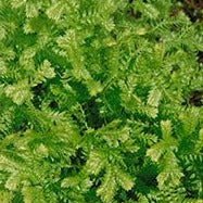 Selaginella kraussiana 'Aurea' - 4.5"