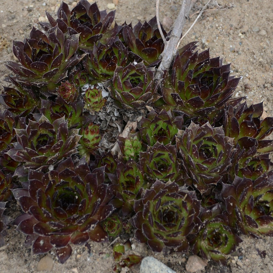 Sempervivum 'Black' Hens & Chicks - 4.5"