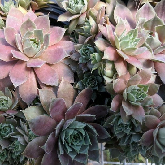Sempervivum 'Krebs 2', aka Desert Bloom 2 Hens & Chicks - 4.5"