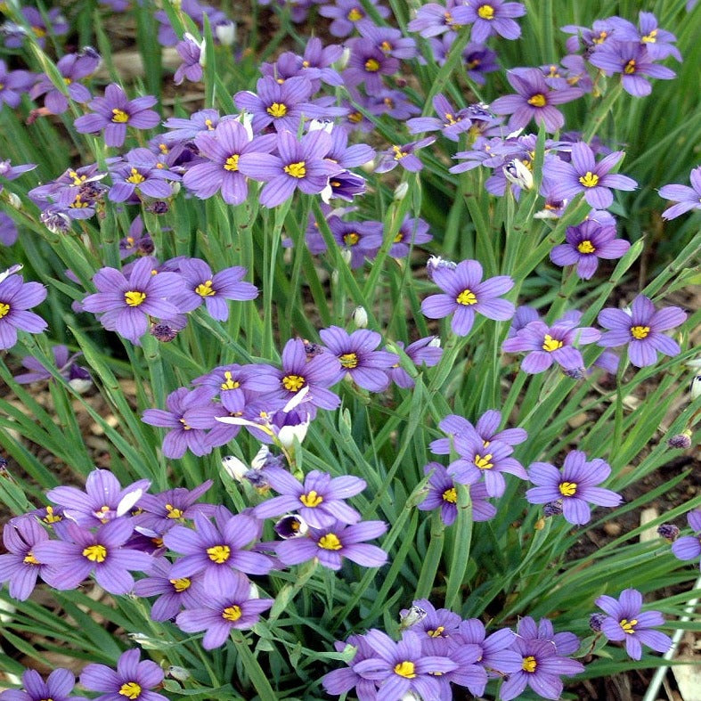 Grass: Sisyrinchium angustifolium 'Lucerne' Blue Eyed Grass - Qt.