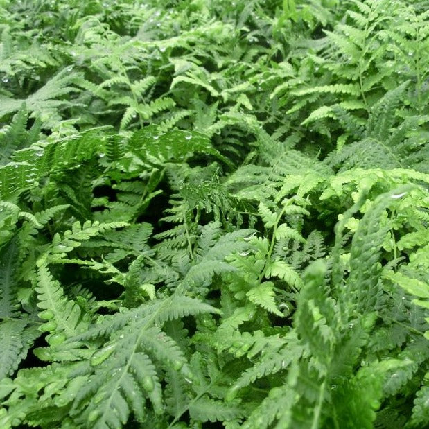 Fern: Thelypteris kunthii Southern Shield Fern - #1