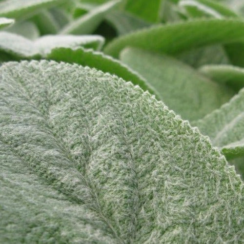 Stachys byzantine 'Helene von Stein' Lambs Ears - #1