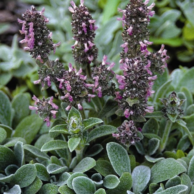 Stachys byzantina 'Silky Fleece' Lambs Ears - 4.5"