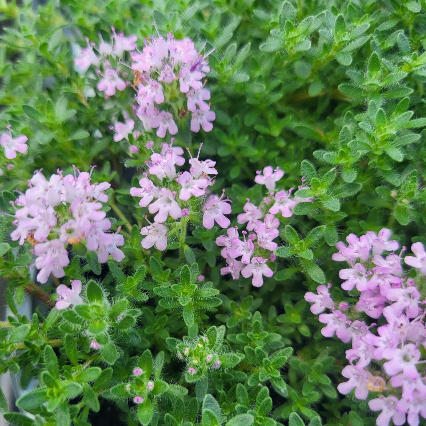Thymus serpyllum 'Pink Chintz' - 4.5"