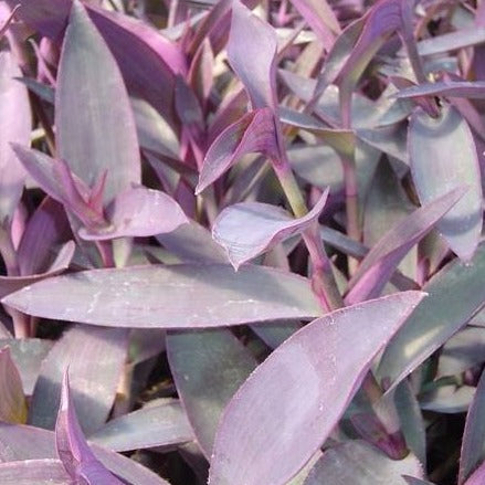 Tradescantia pallida (a.k.a. Setcreasea)  Purple Heart - 3.5"