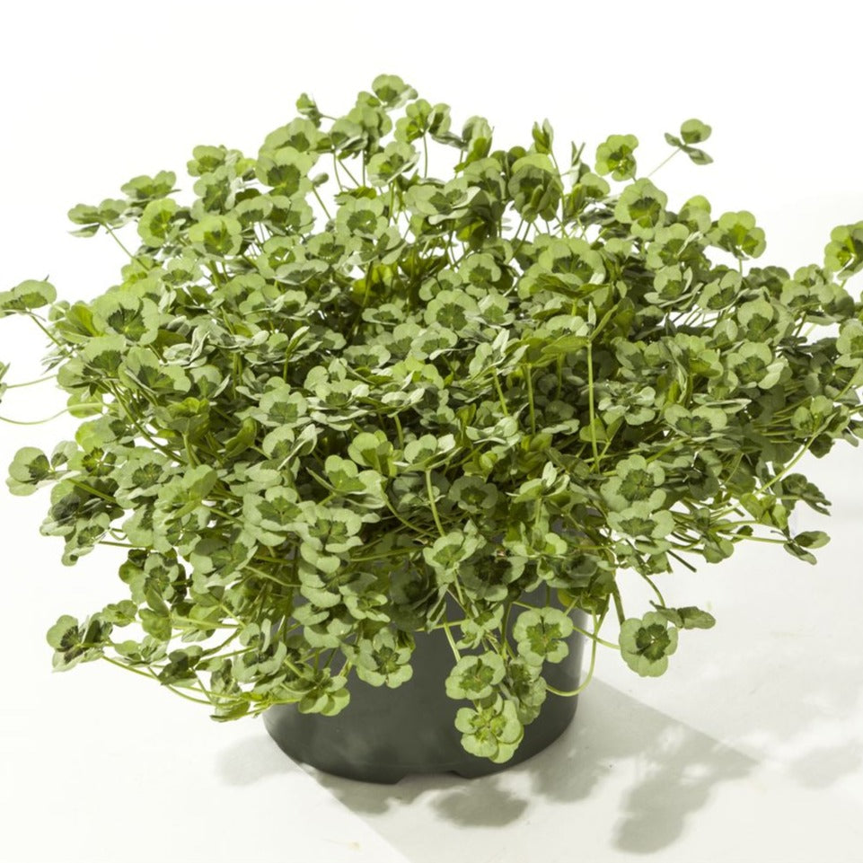 Trifolium repens 4 Luck® 'Green Glow' Clover - 4.5"
