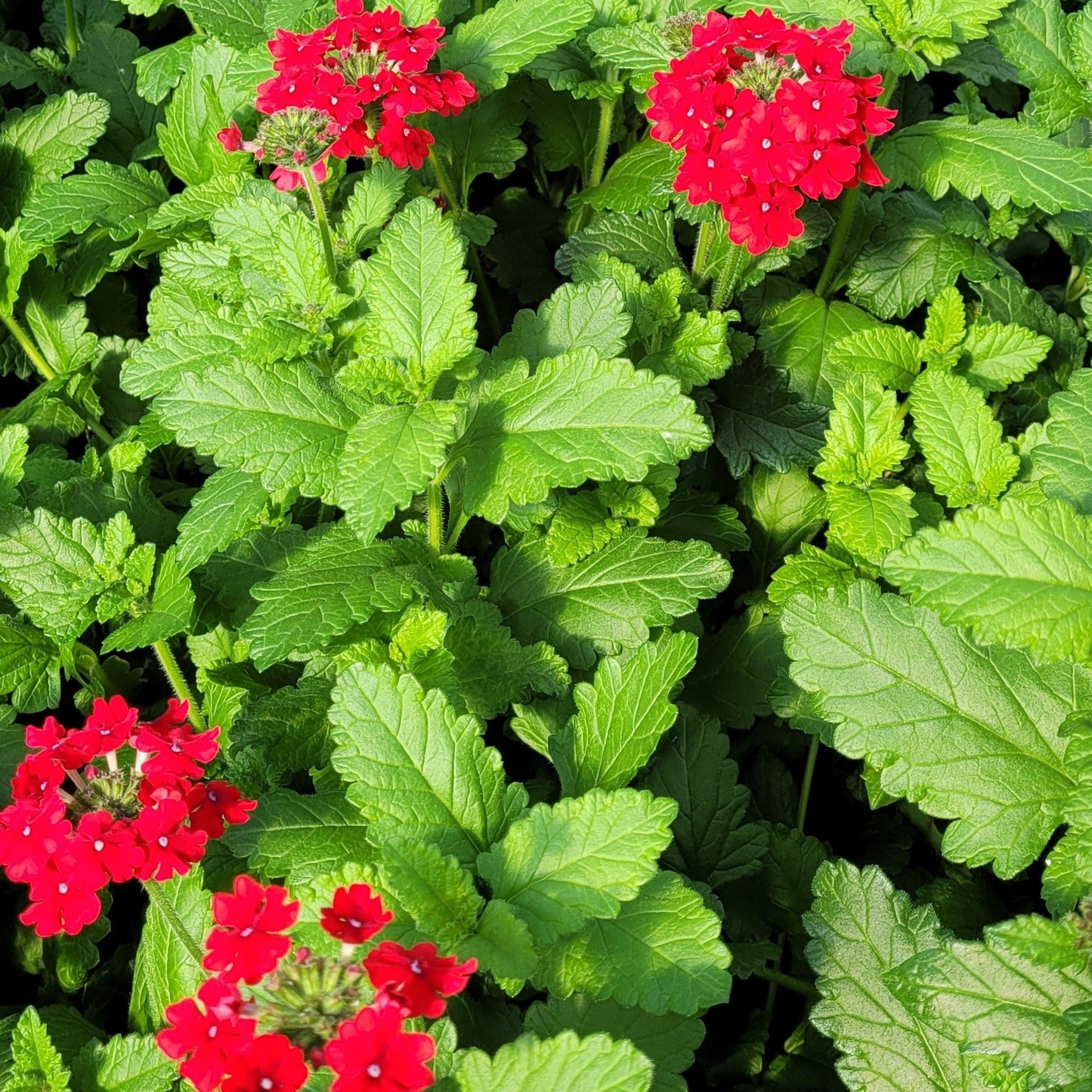 Verbena 'EnduraScape Red' PP26132 - 4"R
