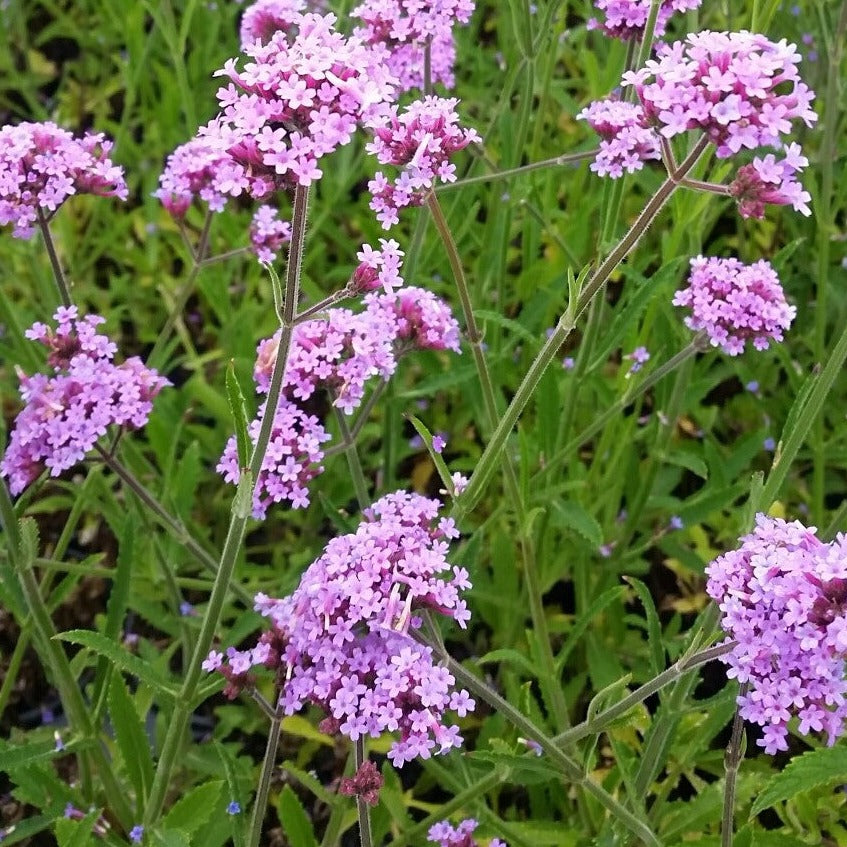 Verbena bonariensis 'Lollipop' - Qt.