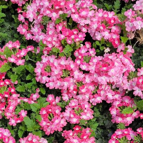 Verbena 'EnduraScape™ Pink Fizz' PP30643 - 4"R