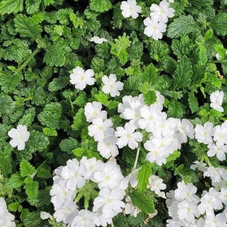 Verbena 'EnduraScape™ White' PP30641 - 4"R