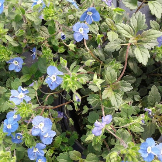 Veronica peduncularis 'Georgia Blue' - #1