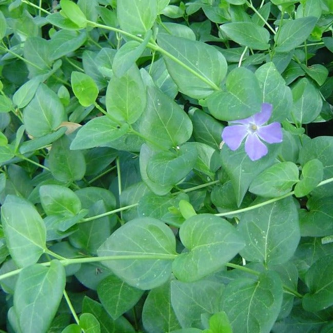 Vinca major Large Leaf Periwinkle - 4"R