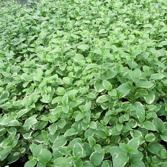 Vinca major 'Variegata' - 4"R