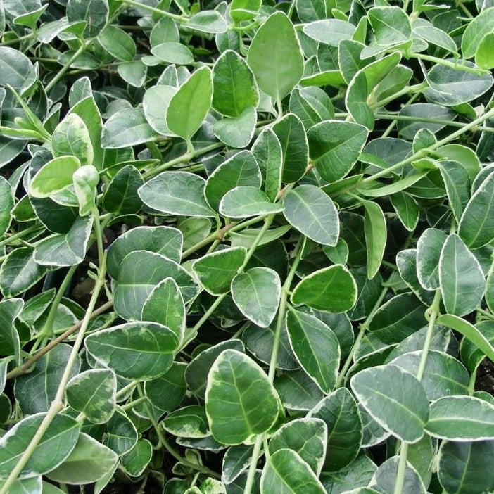 Vinca minor 'Ralph Shugart' - 4"R